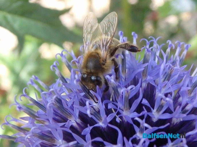 Help de bijen met Hessum Stroomt - Foto: Ingezonden foto