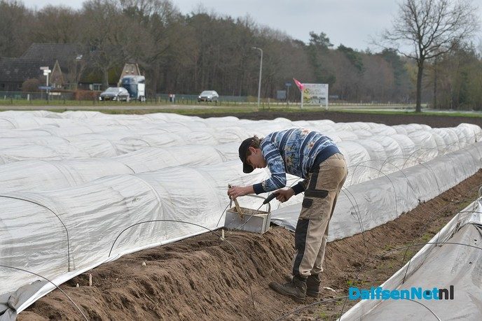 Het aspergeseizoen in beeld bij Tuinderij van der Kolk aan de Hessenweg - Foto: Johan Bokma