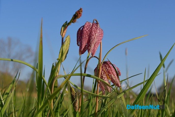Kievitsbloemen in volle bloei - Foto: Johan Bokma