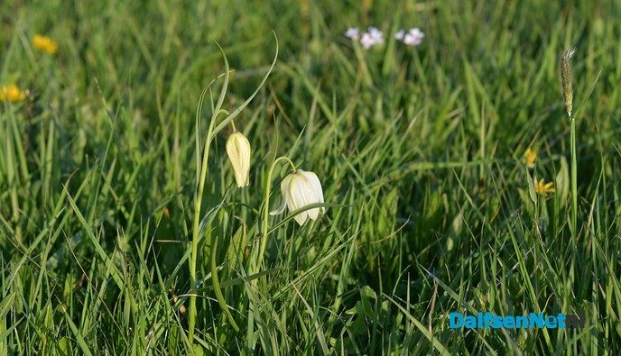 Kievitsbloemen in volle bloei - Foto: Johan Bokma