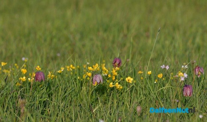 Kievitsbloemen in volle bloei - Foto: Johan Bokma