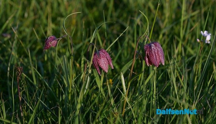 Kievitsbloemen in volle bloei - Foto: Johan Bokma