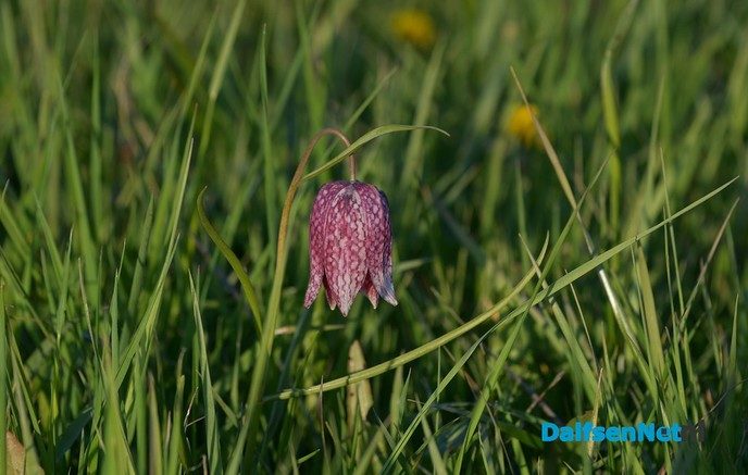 Kievitsbloemen in volle bloei - Foto: Johan Bokma