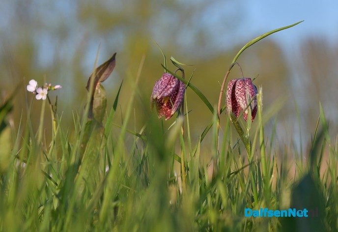 Kievitsbloemen in volle bloei - Foto: Johan Bokma