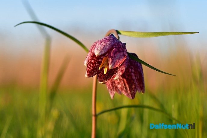 Kievitsbloemen in volle bloei - Foto: Johan Bokma