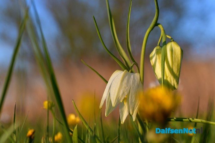 Kievitsbloemen in volle bloei - Foto: Johan Bokma