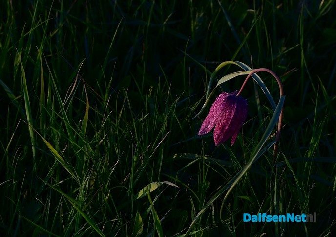 Kievitsbloemen in volle bloei - Foto: Johan Bokma