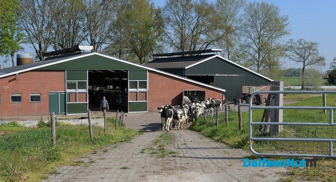 Dalfser boeren laten koeien massaal in de wei lopen - Foto: Johan Bokma