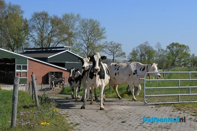 Dalfser boeren laten koeien massaal in de wei lopen - Foto: Johan Bokma