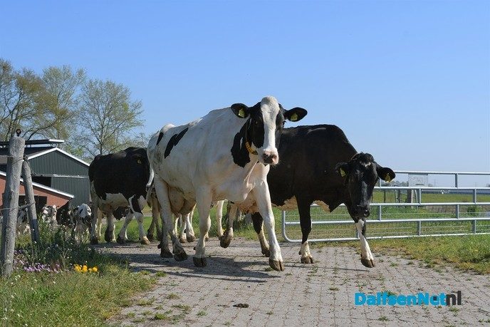 Dalfser boeren laten koeien massaal in de wei lopen - Foto: Johan Bokma