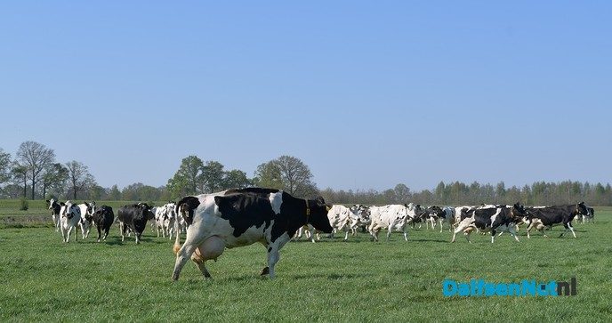Dalfser boeren laten koeien massaal in de wei lopen - Foto: Johan Bokma