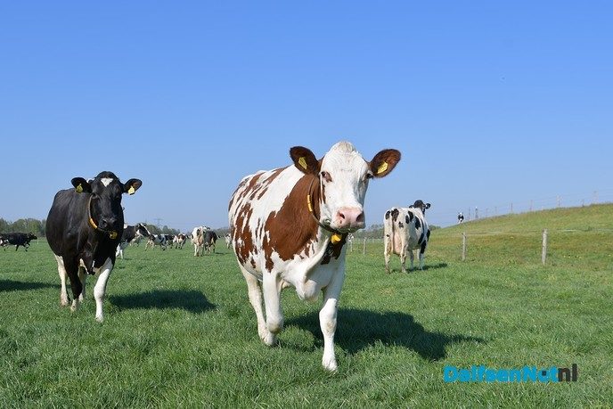 Dalfser boeren laten koeien massaal in de wei lopen - Foto: Johan Bokma