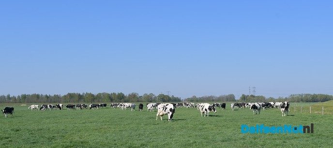 Dalfser boeren laten koeien massaal in de wei lopen - Foto: Johan Bokma