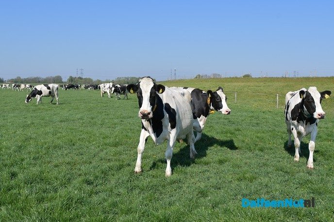 Dalfser boeren laten koeien massaal in de wei lopen - Foto: Johan Bokma