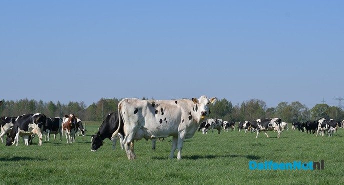 Dalfser boeren laten koeien massaal in de wei lopen - Foto: Johan Bokma