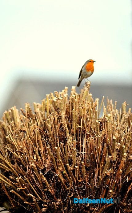 Het voorjaar in al zijn mooie kleuren - Foto: Ben Jonkman