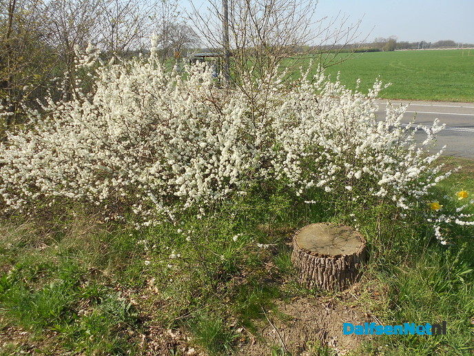 Volop lente - Foto: Eigen geleverde foto