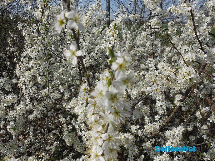 Volop lente - Foto: Eigen geleverde foto