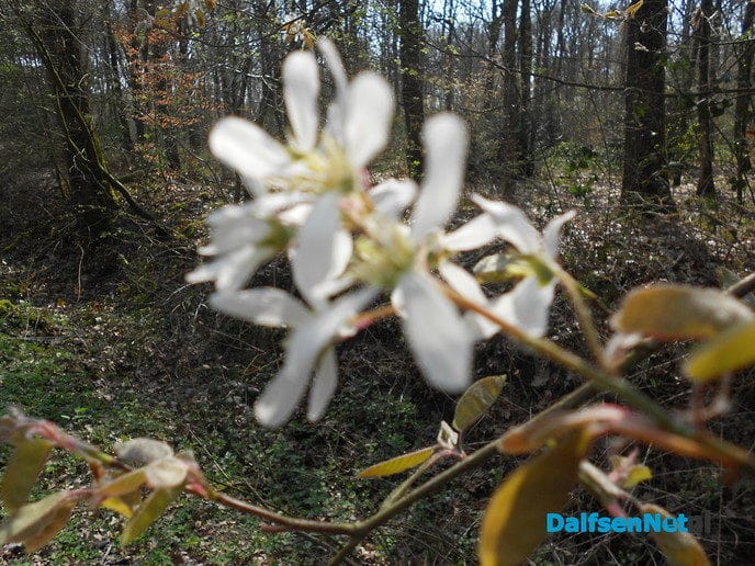 Volop lente - Foto: Eigen geleverde foto