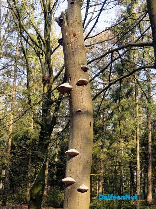 De natuur heeft weer veel moois te bieden - Foto: Wim