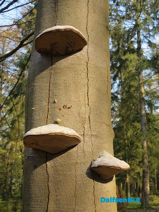 De natuur heeft weer veel moois te bieden - Foto: Wim