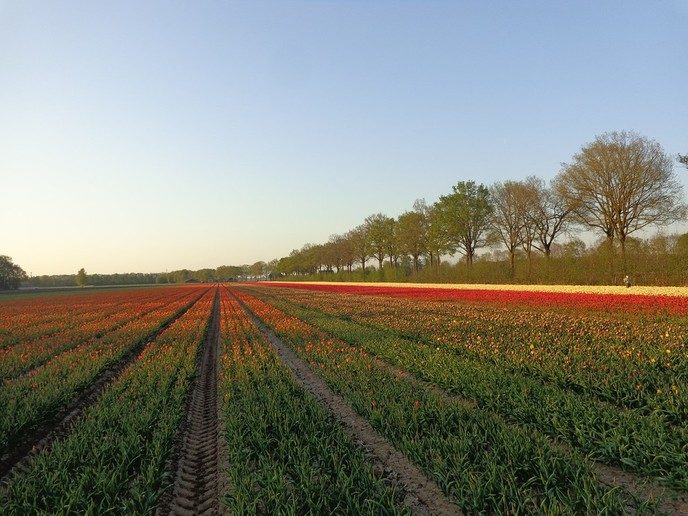 Tulpen aan de Hessenweg - Foto: Ingezonden foto