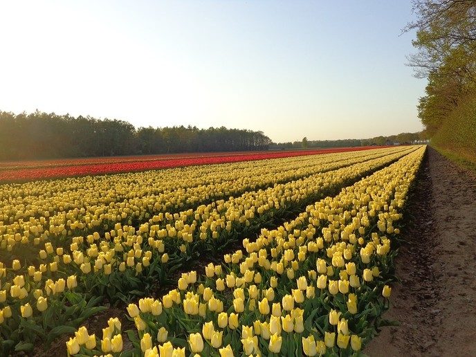 Tulpen aan de Hessenweg - Foto: Ingezonden foto