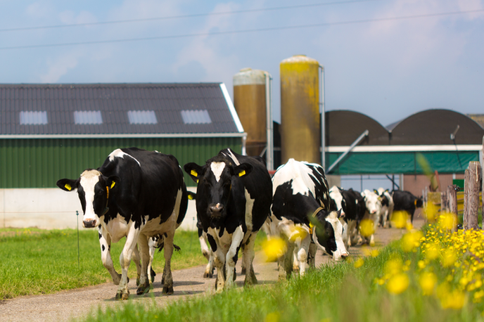 Open dag op melkveebedrijf - Foto: Eigen geleverde foto