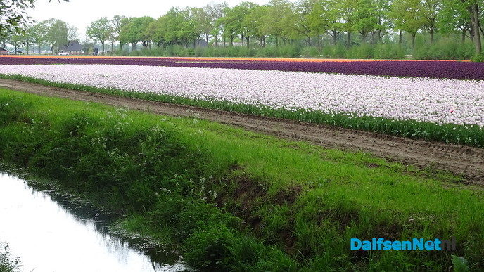 De ‘Keukenhof’ in Dalfsen? - Foto: Ingezonden foto