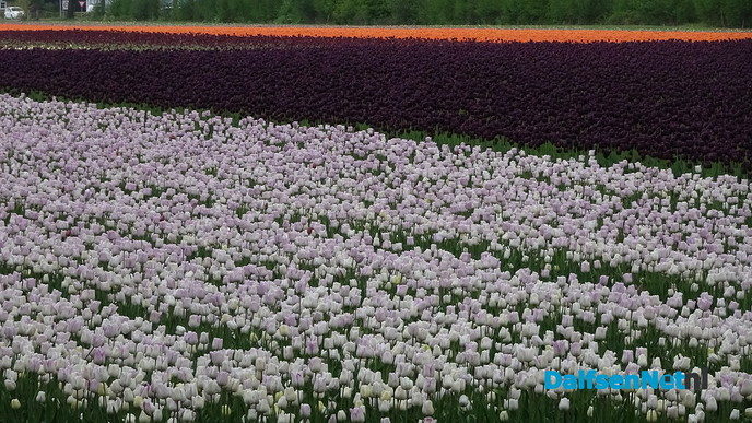 De ‘Keukenhof’ in Dalfsen? - Foto: Ingezonden foto