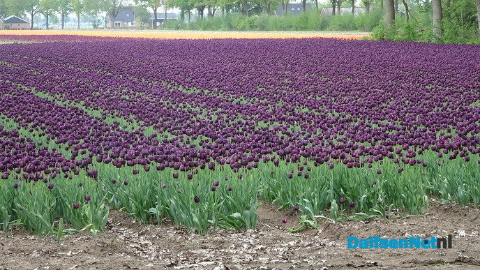 De ‘Keukenhof’ in Dalfsen? - Foto: Ingezonden foto