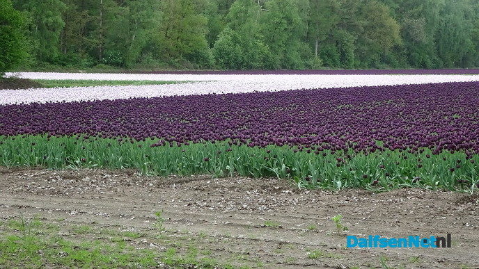 De ‘Keukenhof’ in Dalfsen? - Foto: Ingezonden foto