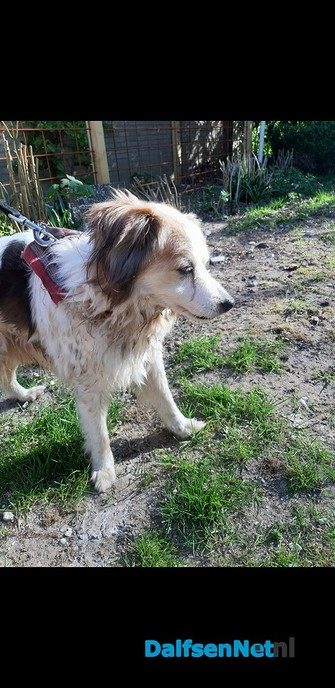 Hond gevonden - Foto: Ingezonden foto