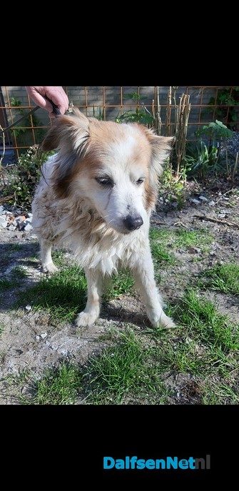 Hond gevonden - Foto: Ingezonden foto