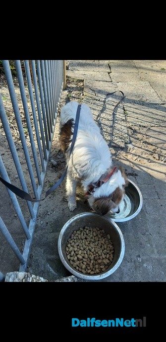 Hond gevonden - Foto: Ingezonden foto
