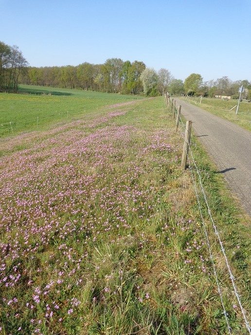 Rust op de Zuidelijke Vechtdijk - Foto: Ingezonden foto