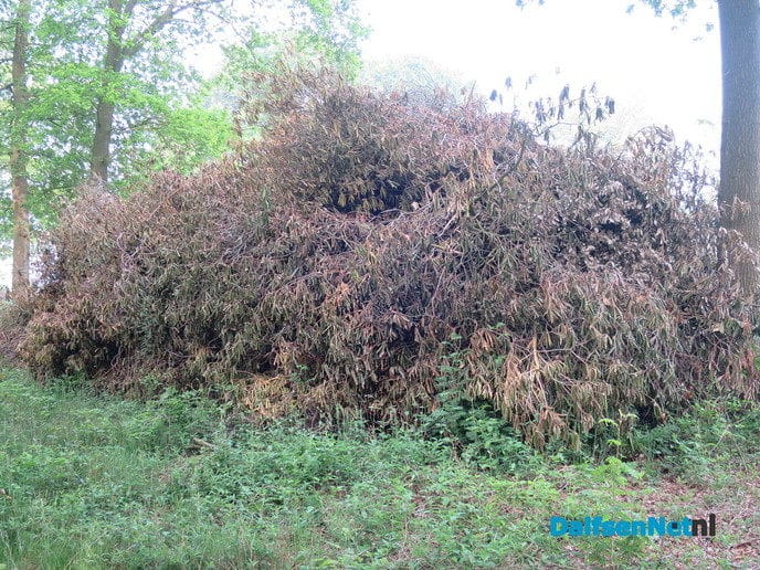 Rododendron heeft slecht jaar achter rug - Foto: Wim