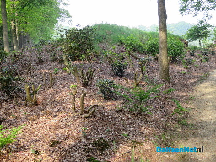 Rododendron heeft slecht jaar achter rug - Foto: Wim