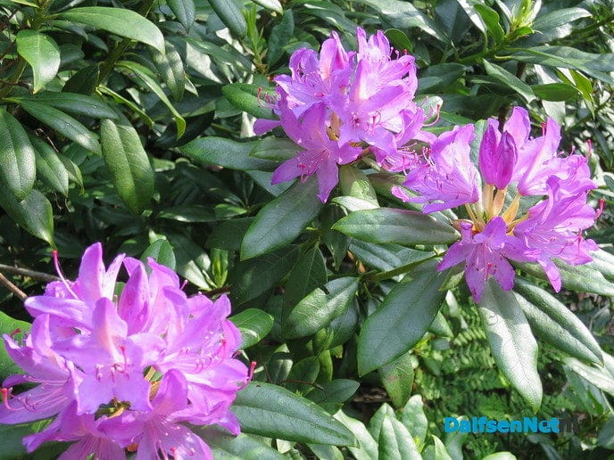 Rododendron heeft slecht jaar achter rug - Foto: Wim