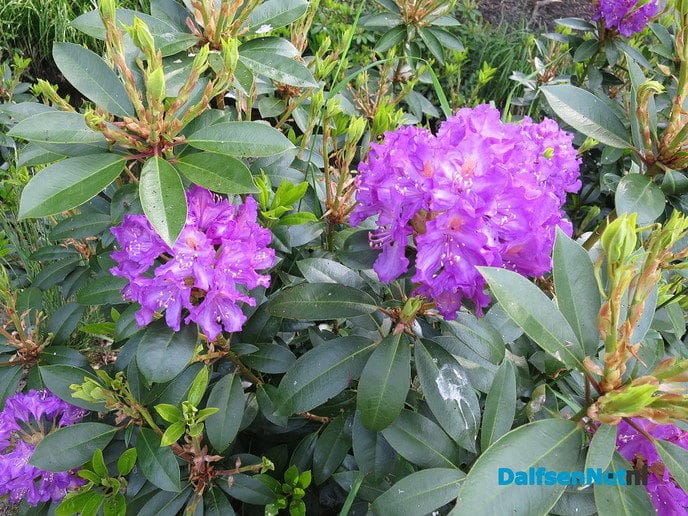 Rododendron heeft slecht jaar achter rug - Foto: Wim