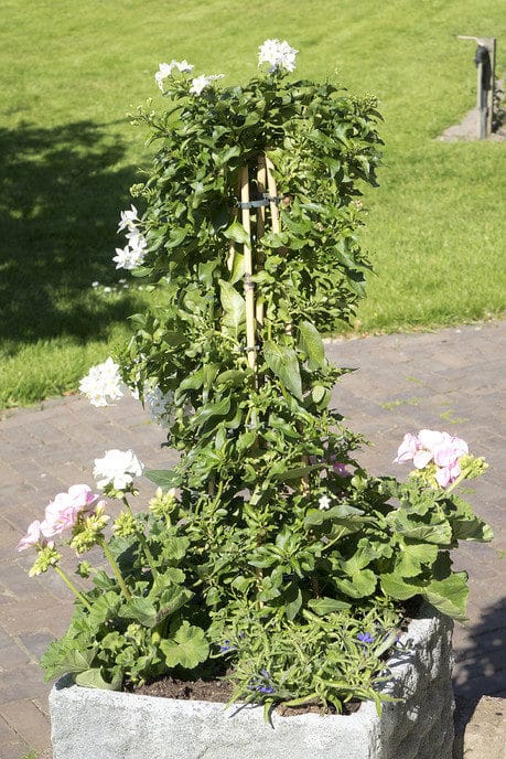 Kwekerij Onderdijk schenkt weer planten aan het hospice - Foto: Geert Bistervels