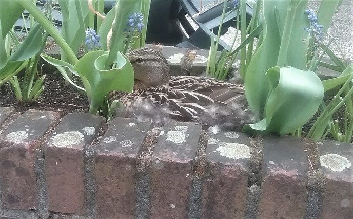 Zie die tamme ente eens, ast oen ente is paktem - Foto: Eigen geleverde foto