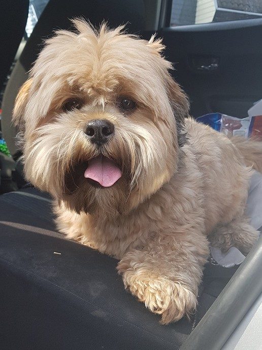 Eigenaar hond gezocht en gevonden - Foto: Eigen geleverde foto