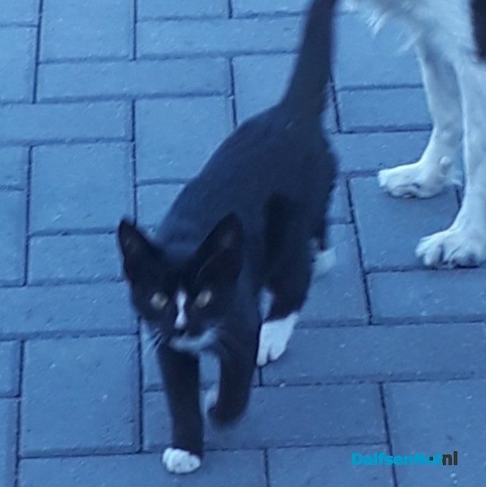 Kat vermist - Foto: Ingezonden foto