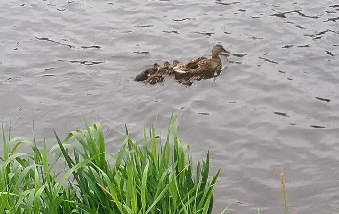 Niet elf meer, maar 4 kuikens nog - Foto: Eigen geleverde foto