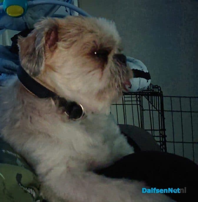 Hond kwijt - Foto: Ingezonden foto
