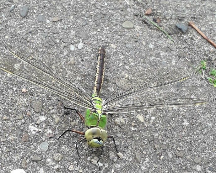 Bijzondere diersoort - Foto: Eigen geleverde foto