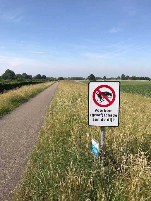 Gravende honden maken dijken kapot - Foto: Eigen geleverde foto
