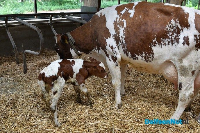 Feijen Diervoeders leert kinderen alles over koeien en hun voer - Foto: Johan Bokma