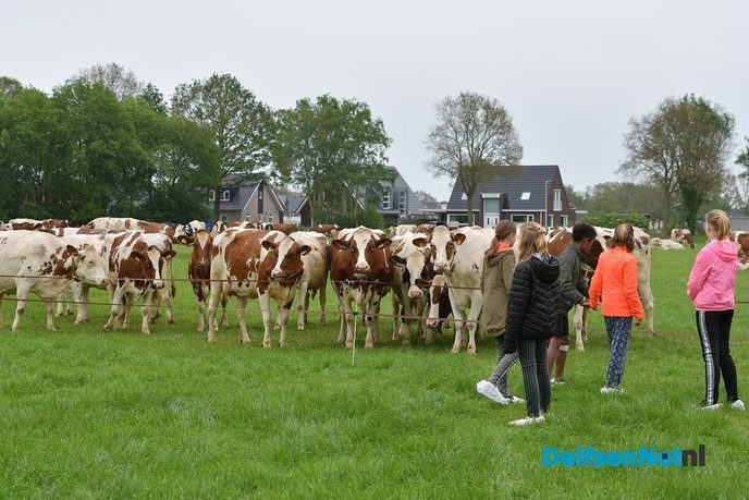 Feijen Diervoeders leert kinderen alles over koeien en hun voer - Foto: Johan Bokma